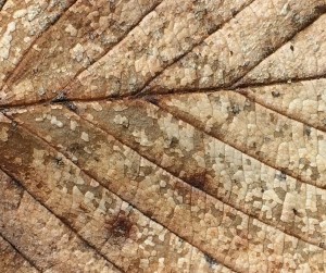 03-08-15 "mosaic leaf"