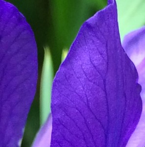 07-09-15 "iris royal purple"