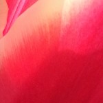 07-10-15 "tulip pinkish-red"