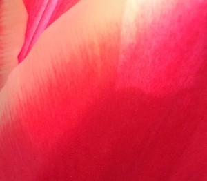 07-10-15 "tulip pinkish-red"