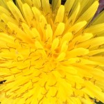 07-13-15 "dandelion yellow"