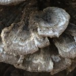 07-15-15 "fungi taupe"