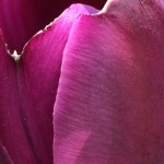 07-18-15 tulip purple"
