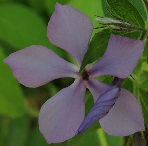 07-19-15 "wild phlox violet"