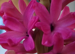 07-20-15 "hyacinth fuschia-pink"