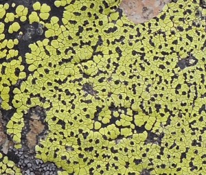 07-23-15 "lichen green"