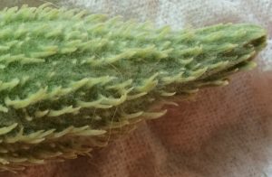 07-22-16 "milkweed"
