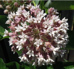 06-15-17 "milkweed flower"
